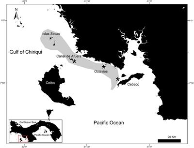 Novel Insights Into the Genetic Population Connectivity of Transient Whale Sharks (Rhincodon typus) in Pacific Panama Provide Crucial Data for Conservation Efforts